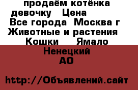 продаём котёнка девочку › Цена ­ 6 500 - Все города, Москва г. Животные и растения » Кошки   . Ямало-Ненецкий АО